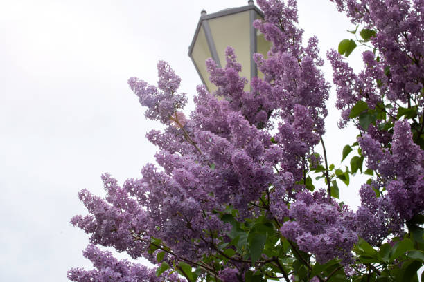Purple flowers on the branches of a lilac bush