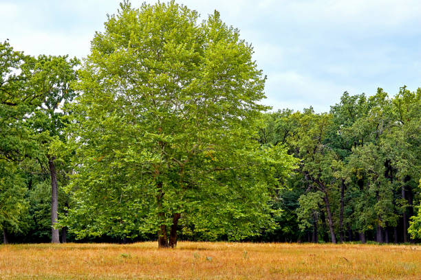istock Thick forest on a mountain slope on a warm day. 1421348304