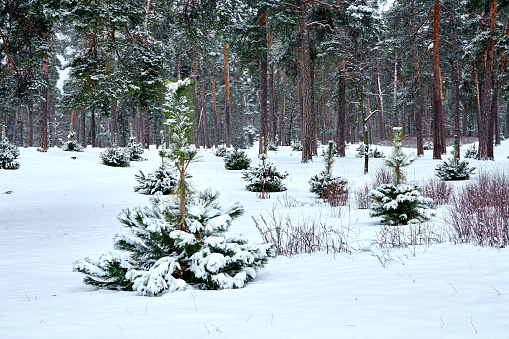 a widespread coniferous tree which has a distinctive conical shape and hanging cones, widely grown for timber, pulp, and Christmas trees.