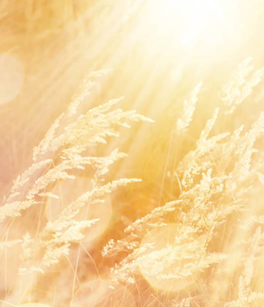 istock Art autumn sunny nature background 1421351418