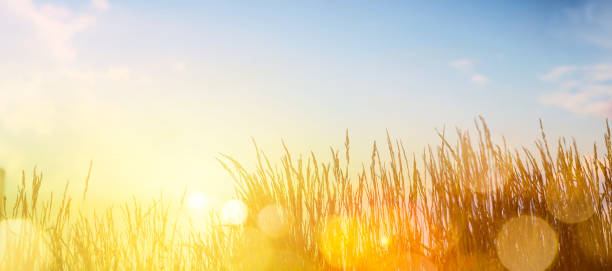 istock Summer landscape with meadow grass against the sunset sky 1421351574