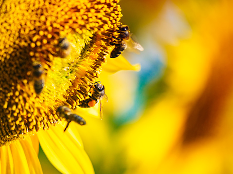 Honey bee, a lot of bees collecting pollen at yellow flower, blooming yellow sunflower.