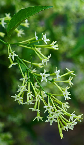 istock Cestrum nocturnum flowers 1421352055