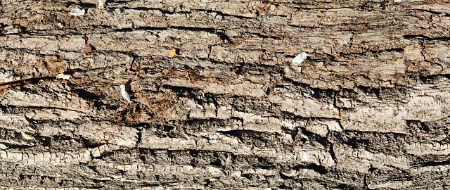 Texture of the bark of oak. Panoramic photo of the oak texture. Horizontal photo of a tree bark texture.