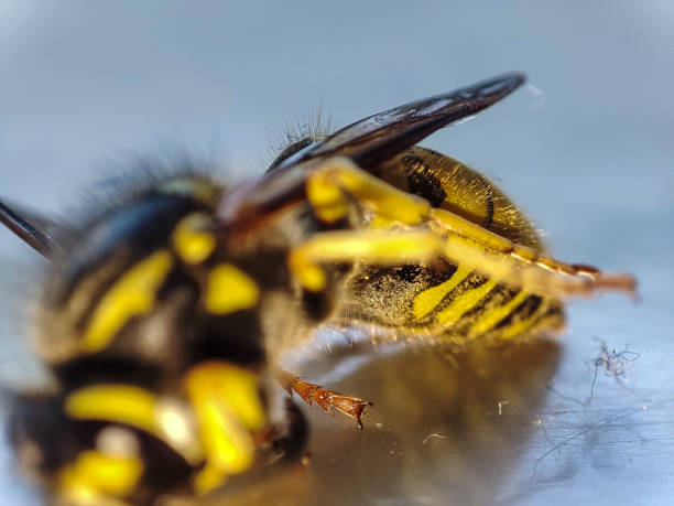 istock Macro dead wasp. Dead animal. Yellow insect closeup background 1421353486