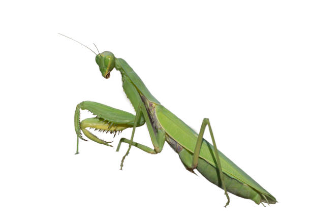 istock close-up macro cute cornflower. mantis isolated on white background. 1421355775