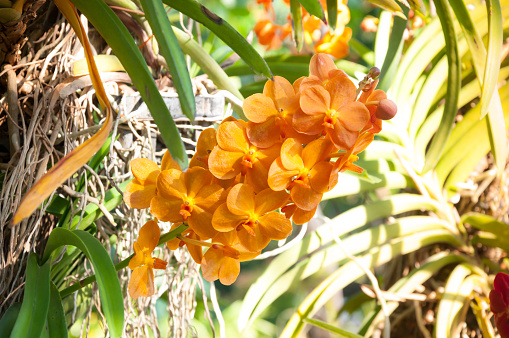 oranges orchid beautiful in garden,Thai Orchid