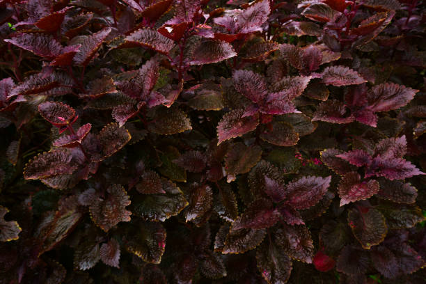 istock purple leaf background, abstract soft plant leaves for background 1421358285