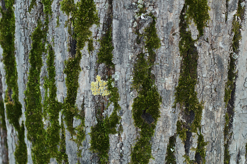 Tree bark with moss.Seamless texture.
