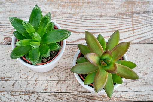 succulent cactus, beautiful green succulent plants in white pots on wooden table or background. top view houseplant or cactus concept photo with copy space
