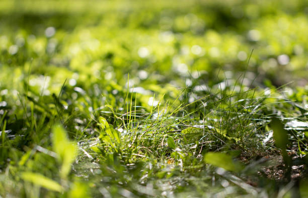 close-up natural grass, natural background. stock photo