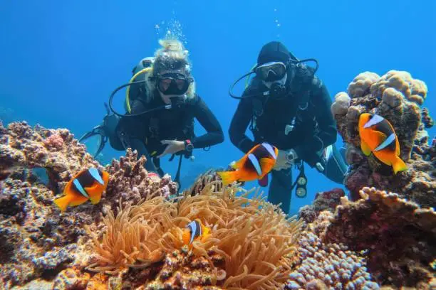 Photo of Scuba divers couple  near beautiful coral reef watching sea anemone and family of two-banded anemone fish