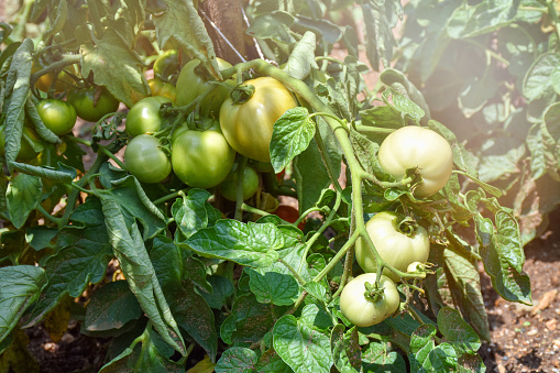 Fresh organic tomatoes growing on the tomato plant in the vegetable garden
