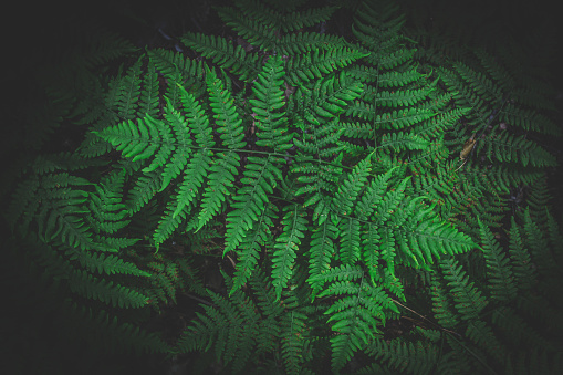 Bright green fern in a dark and damp coniferous forest