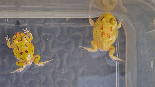 yellow  horned frog swimming exercise in the water bowl. - argentine horned frog imagens e fotografias de stock