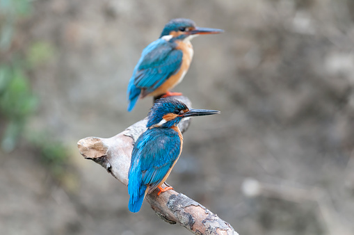 Pair of kingfisher, male in the foreground