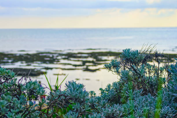 Natural scenery photo from Senaga Island, Naha City, Okinawa, Japan.