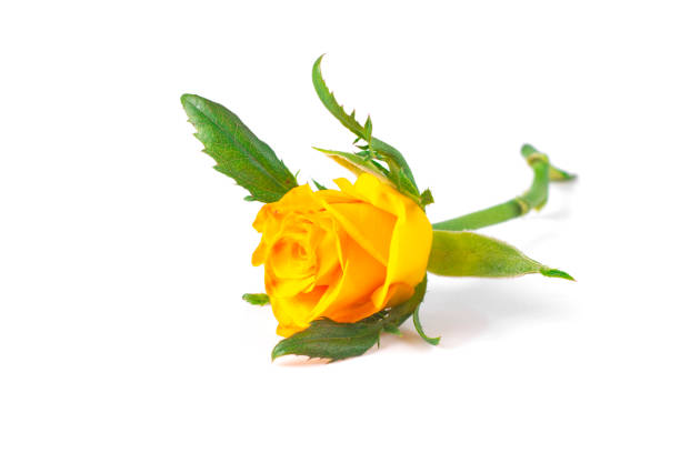 Yellow roses