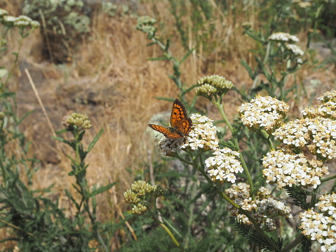 A blue argus butterfly forages a gomphrena in a park.