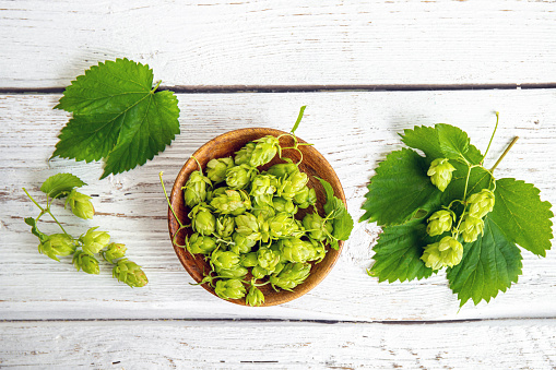 Picked herbal medicinal plant Humulus lupulus, the common hop or hops. Hops flowers in wood bowl on white wood background, indoors home. Flat lay view, copy space.