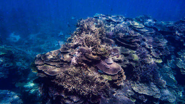 istock Coral island at the great barrier reef 1421376879