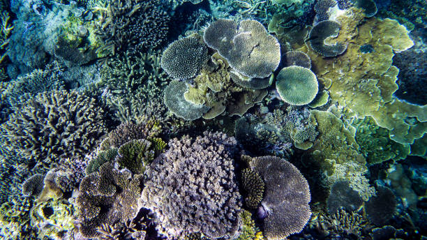 istock Coral garden at the great barrier reef 1421377978