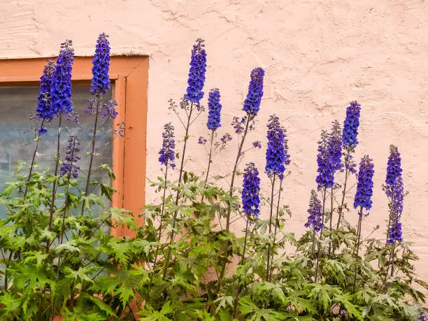 Blue delphinium flowers growing  against apricot coloured stucco wall.