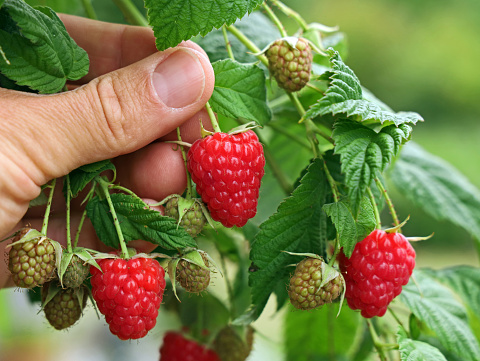 Close-up of a male hand picking large ripe red raspberries, harvest of home grown fruit.