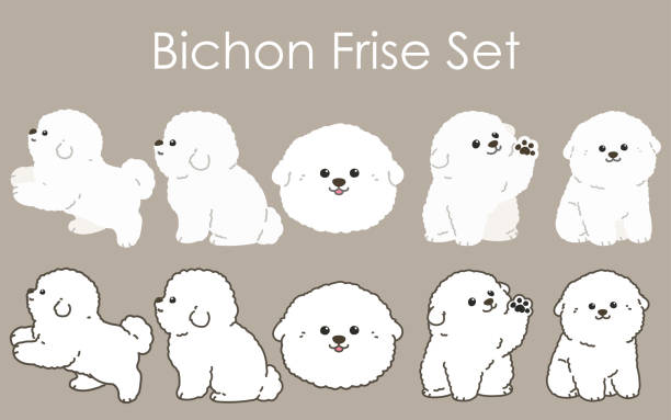 illustrations, cliparts, dessins animés et icônes de ensemble d’illustrations bichon frise blanc simple et adorable - chien de salon