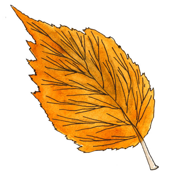 istock Watercolor image of a red burgundy single leaf without a branch. 1421382141