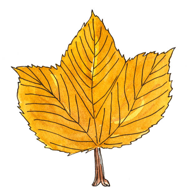 istock Watercolor image of a red burgundy single leaf without a branch. 1421382145