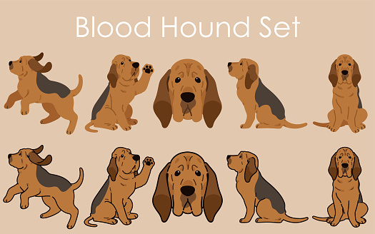 Simple and adorable Bloodhound dog illustrations set