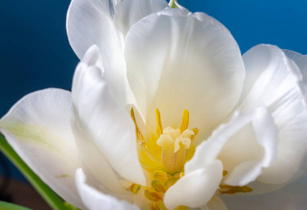 grandes belles tulipes pivoines blanches en fleurs sur fond bleu peu profond - 5956 photos et images de collection