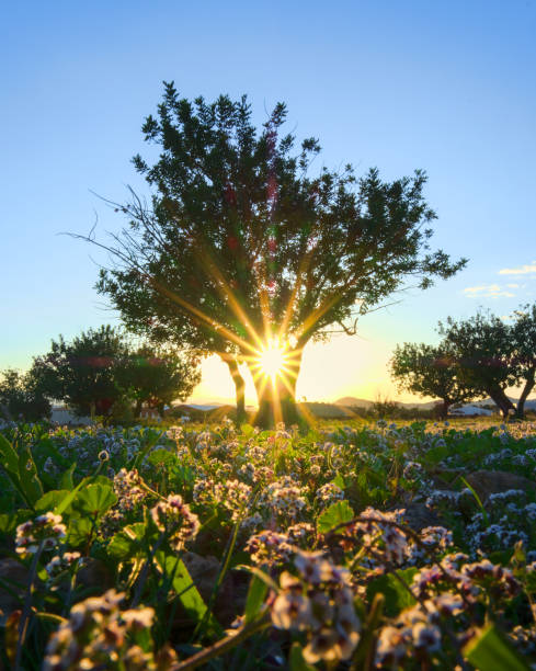 Beautiful tree standing in flowers field. Sun beams though a tree. Vertical photo.
