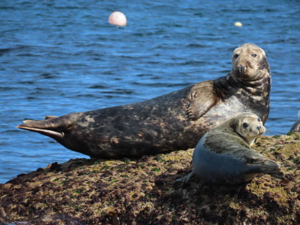 istock Mother and baby grey seals perched on rocks 1421384414