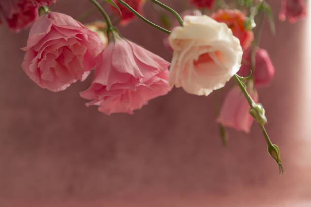 istock Pink and cream eustoma flowers on faded pink background 1421384503