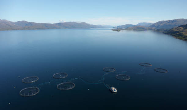 Fish farm salmon round nets in natural environment Loch Fyne Arygll and Bute Scotland Fish farm salmon round nets in natural environment Loch Fyne Arygll and Bute Scotland UK argyll and bute stock pictures, royalty-free photos & images
