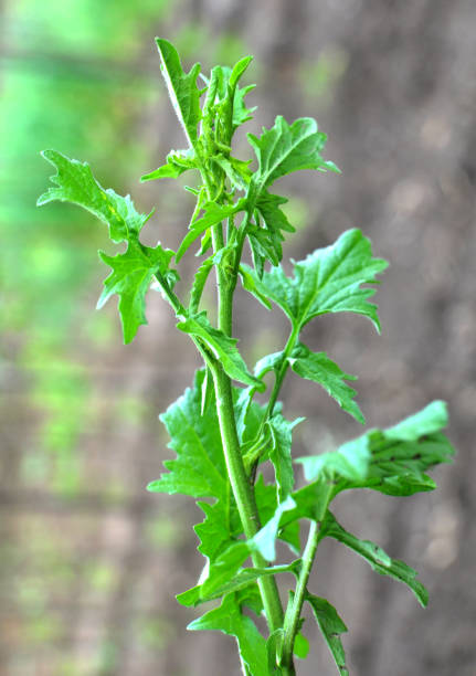 istock In nature, as a weed grows sisymbrium officinale 1421385650