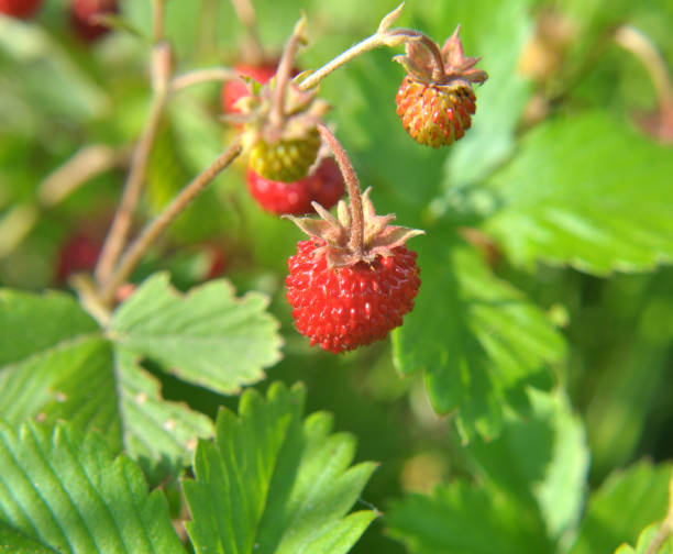 istock Ripe berries of wild strawberry. 1421386471