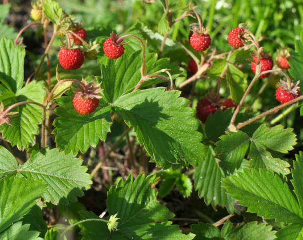 istock Ripe berries of wild strawberry. 1421386488