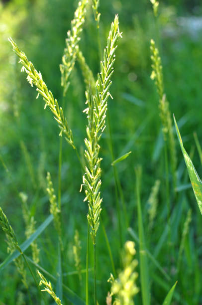In the meadow growing cereal plant grass Elymus repens In the meadow, in the wild grows grass and weeds Elymus repens elymus stock pictures, royalty-free photos & images