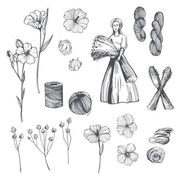 Flax plants. Sketch  illustration. Hand-drawn flax plants set. Linen threads. Vector sketch  illustration. flax weaving stock illustrations