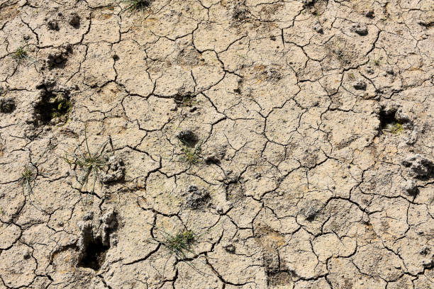 istock Dry cracked dirt background, cracked soil texture background 1421386625