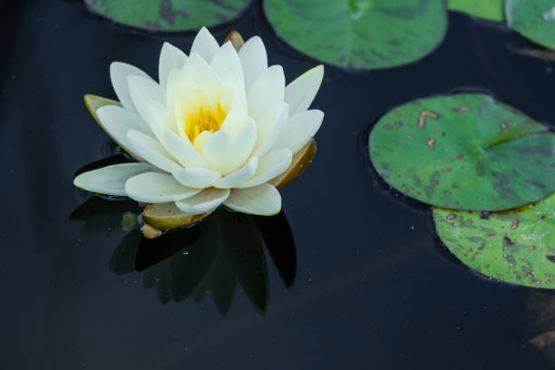 istock water lily lotus in pond 1421389525