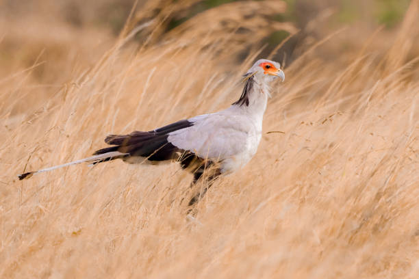Secretary Bird in the Maasai Mara hunting for food Kenya