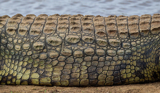 Crocodile with its mouth wide open with a green lake in the background - The Gambia