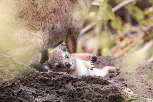 Baby Hyrax on a rock Baby Hyrax playing on a rock in Kenya tree hyrax stock pictures, royalty-free photos & images