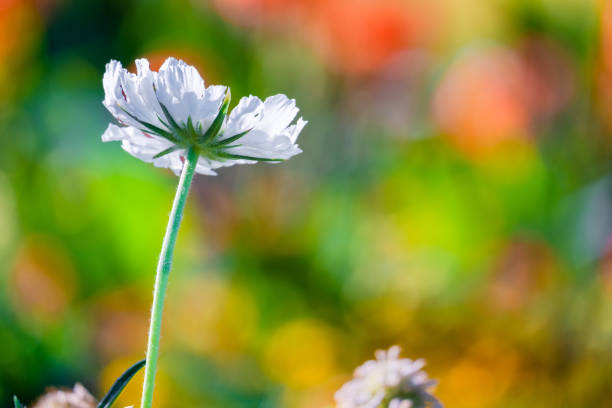 sprig with white flowers on a white background.