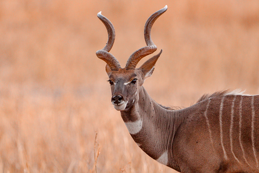 Lesser Kudu with big horns, Kenya