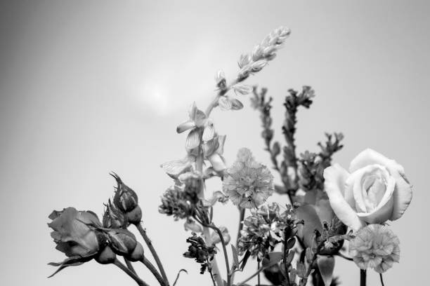 istock various wildflowers close-up, black and white. 1421394663